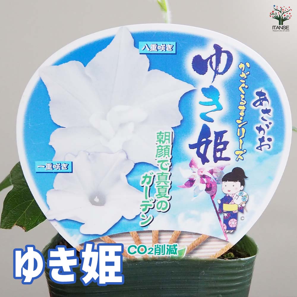 朝顔(アサガオ) かざぐるまシリーズ【花苗 3.5号】｜ 【植物の