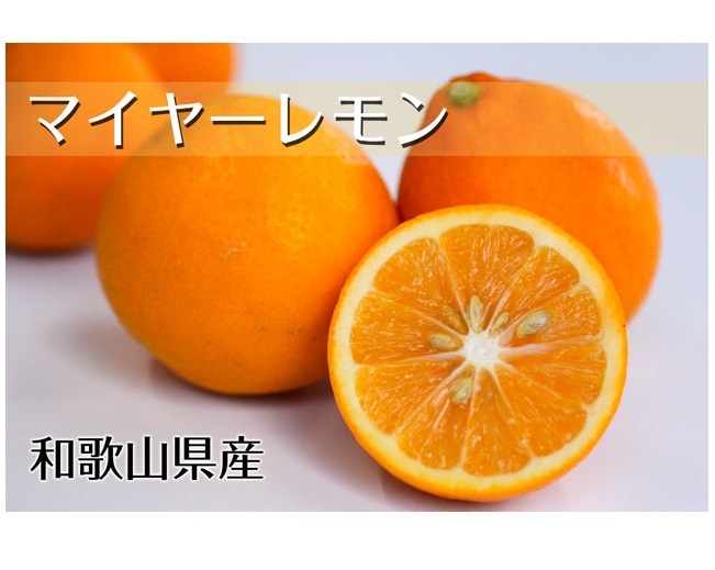 マイヤーレモン 和歌山県和歌山 観音山フルーツガーデン 【公式通販】