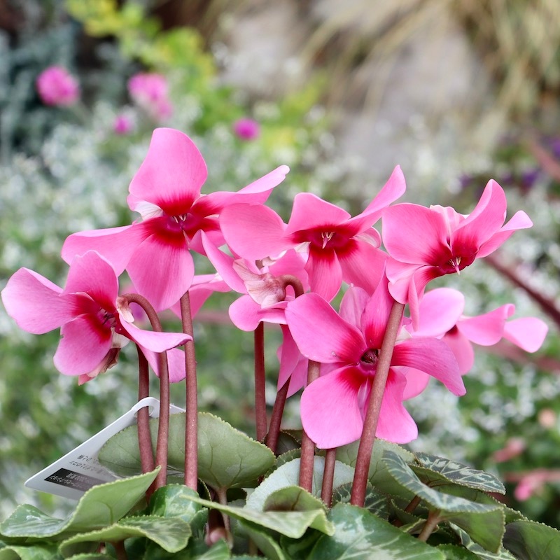 ガーデンシクラメン「ジックス」ピンク