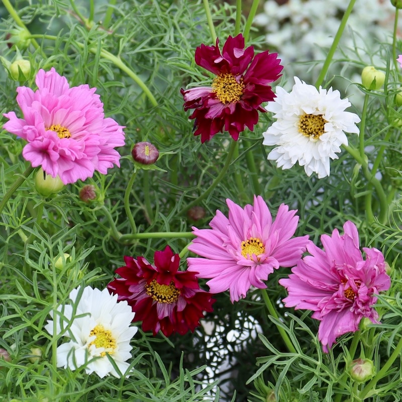 八重咲きコスモス・ダブルクリックミックス【4号鉢物】