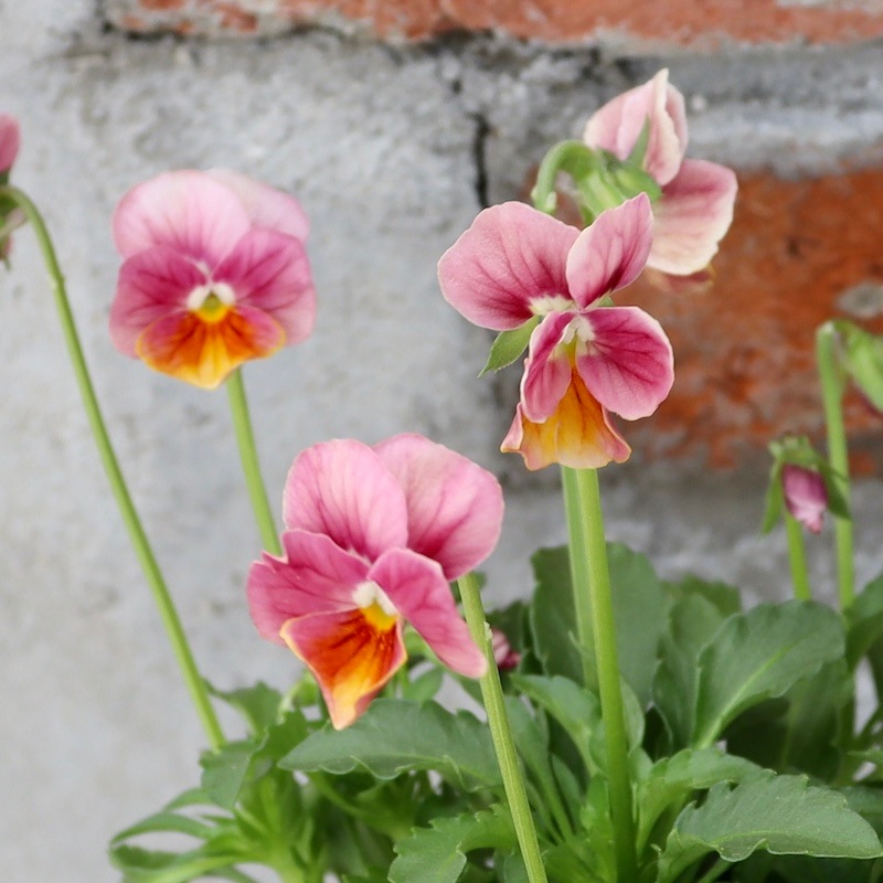 Green Farmv Village(奥田園芸)さん育種のときめきビオラ