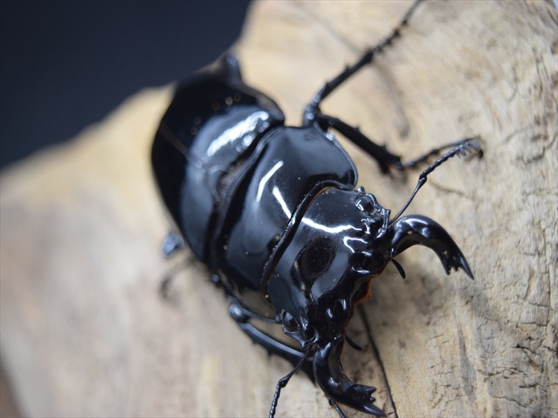 PSA10 タランドゥスツヤクワガタ 2007 ファースト PSA10 タランドゥス