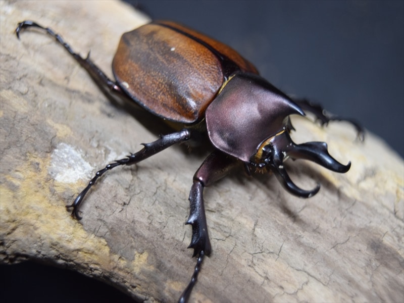 即ブリ】マルガリータヒナカブト【ペア】 | 外国産カブトムシ 成虫 | 極