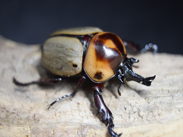 即ブリ】ヨツボシヒナカブト【ペア】 | 外国産カブトムシ 成虫 | 極