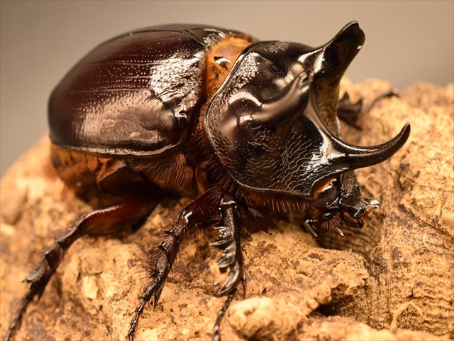 大型】ケンタウルスミツノカブト65mmペア | 外国産カブトムシ 成虫 | 極