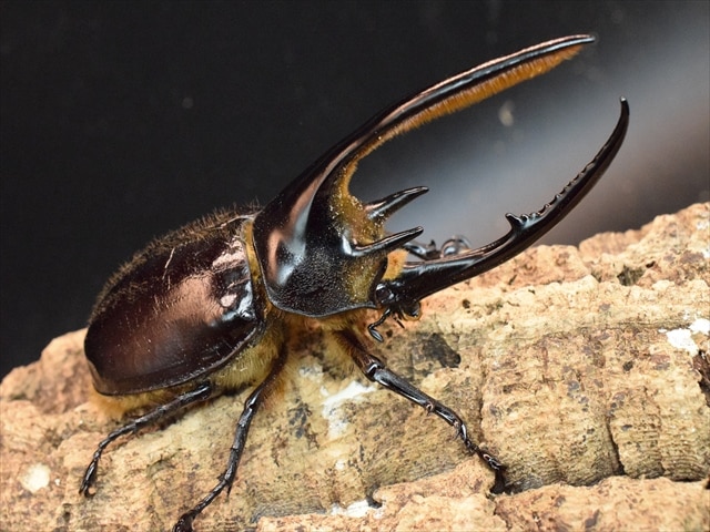 ネプチューンオオカブト♂128 単品 ネプチューンオオカブト♂128 単品