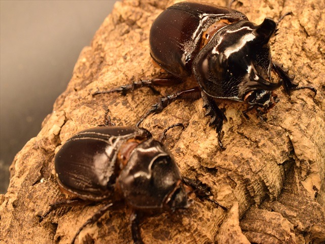 超大型】ケンタウルスミツノカブト73mmペア | 外国産カブトムシ 成虫 | 極