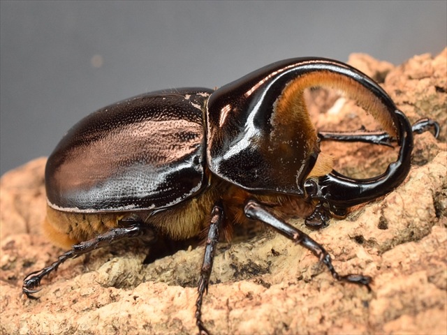 標本 サタンオオカブト ♂104mm