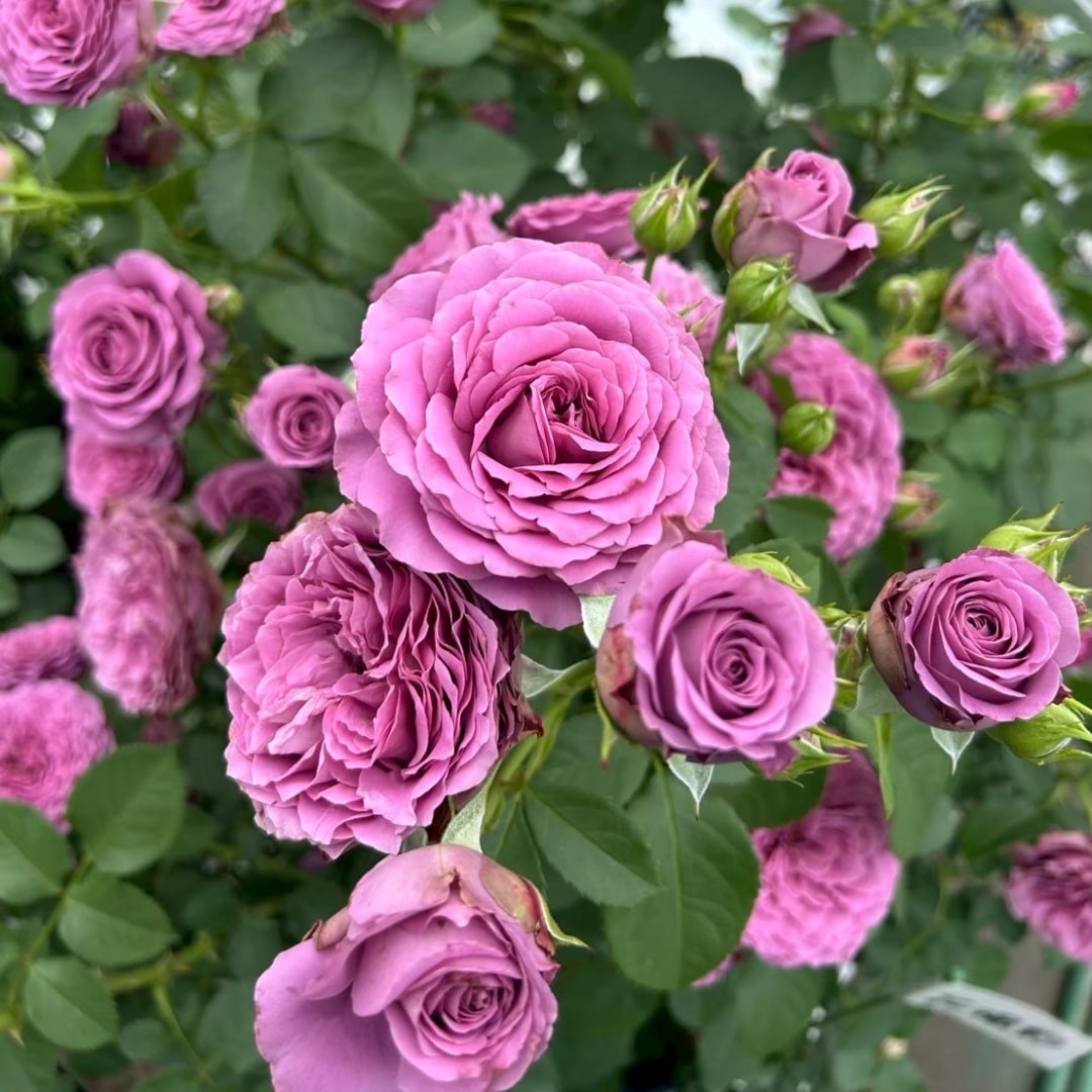 バラ苗 予約新苗 2026 ルナリィ Lunaly 国産ノイバラ台木使用 | 予約新