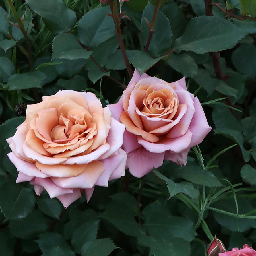 バラ苗 予約新苗 2026 禅 ぜん Zen 国産ノイバラ台木使用 | 予約新苗