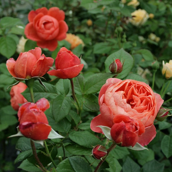 SONIA SUMMER PALETTES ソニア サマーパレット レア 希少 SONIA SUMMER