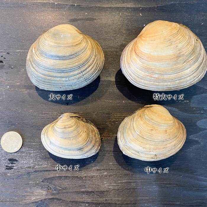 あ様 あさり様専用 専用ページ あ様専用 あさり様専用 あ 様専用