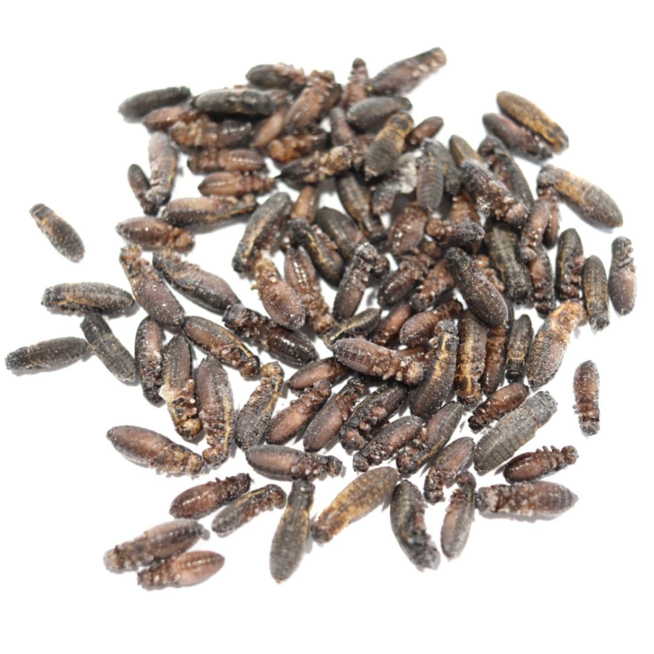 楽天市場】冷凍 コオロギの通販 冷凍コオロギ 冷凍こおろぎ 500g