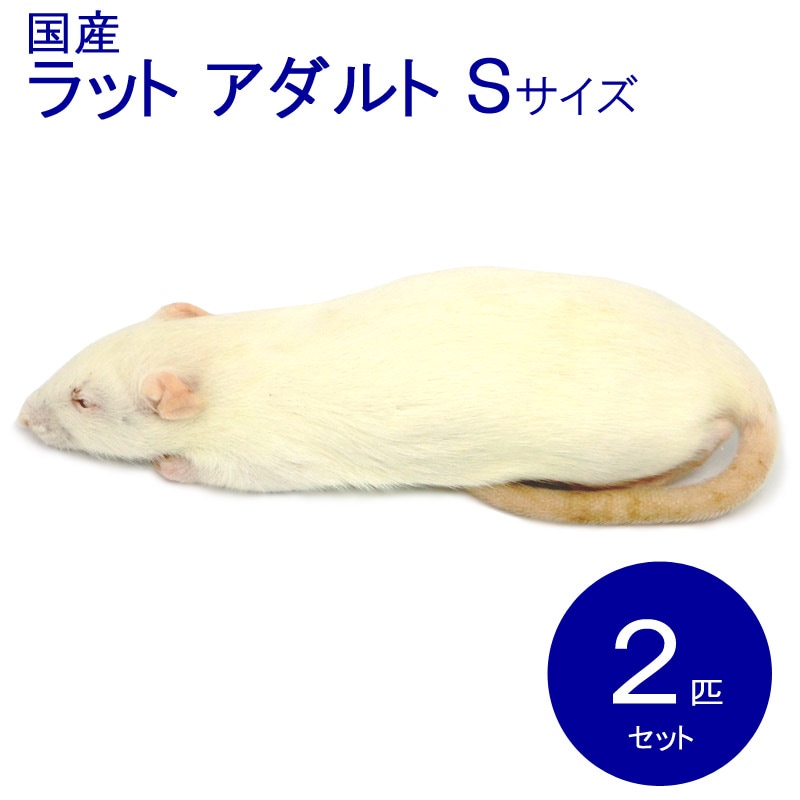 送料無料 冷凍マウスアダルトM100匹 【公式通販】