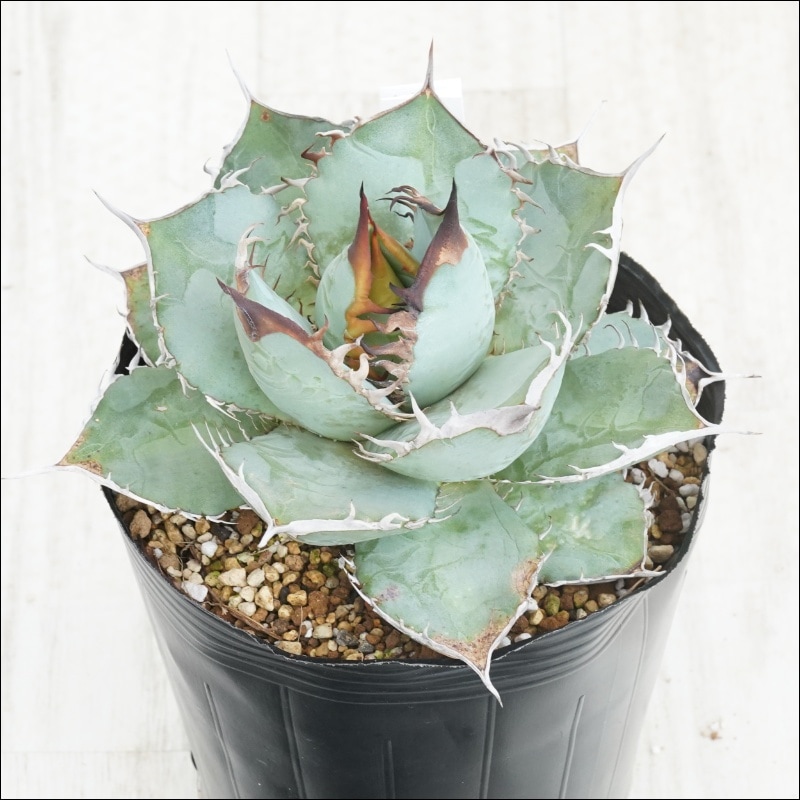 現物》No.59 アガべ オテロイ 美ロゼット ホワイトブルー葉 極上子株 2