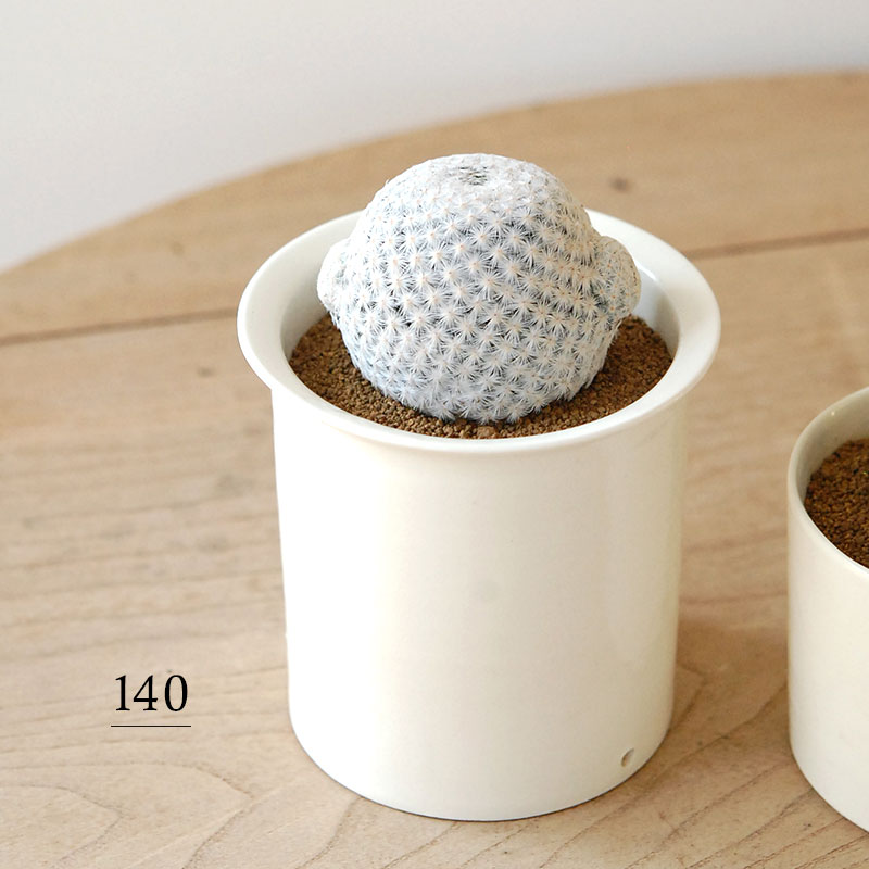 Mammillaria 白鳥 x 石川若彦さんの器 | 多肉植物の専門店 solxsol