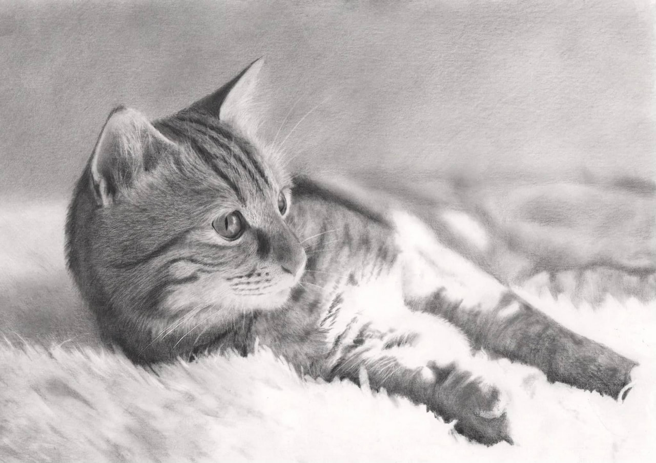 鉛筆画 Lesson.8 猫 | 更新情報