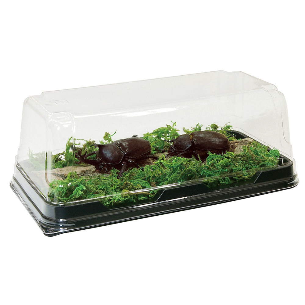 はじめてのかんたん昆虫標本セット│マルカンの製品一覧｜ペット用品