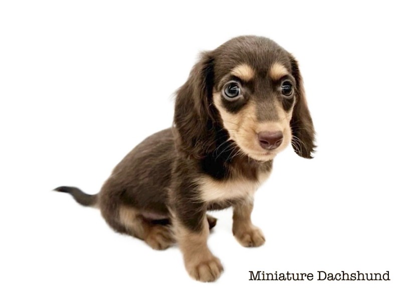 ミニチュア・ダックスフント 】チョコレート色の美少女ダックス