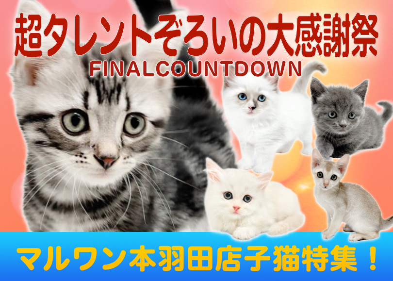 お客様大感謝祭特番 】マルワン本羽田店の甘えん坊ネコちゃん達をご