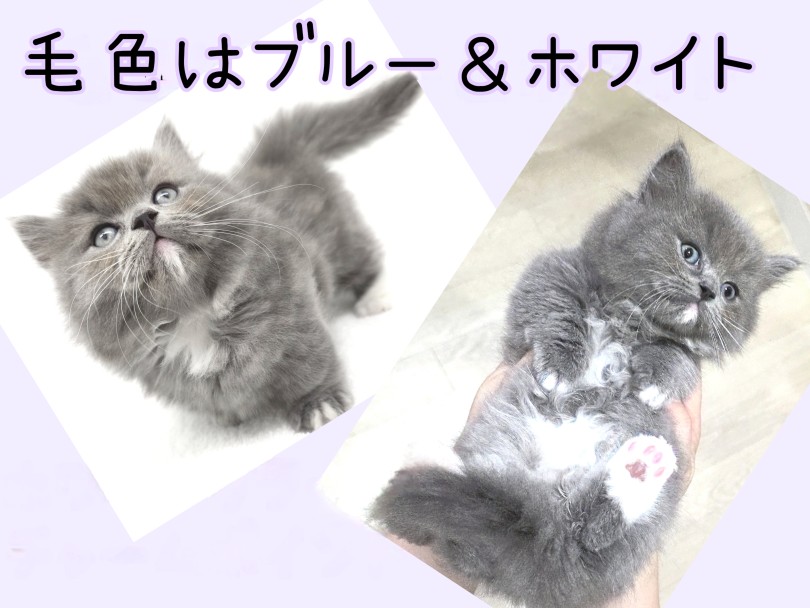 短足よちよちあんよ♡ミヌエット子猫ちゃん♡アートドール♡ぬいぐるみ