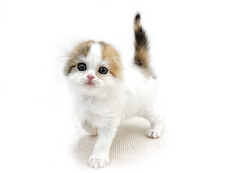 スコティッシュフォールド 】三毛のキャリコ猫！可愛さと癒しを