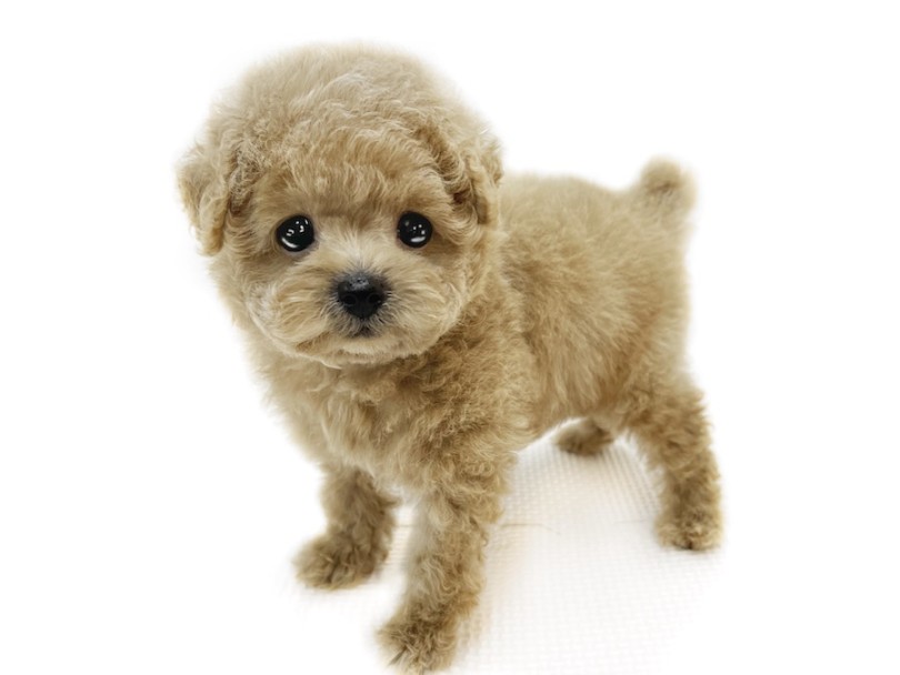 トイ・プードル 】手のひらレベルの小さめサイズ！ボールは友達遊ぶの