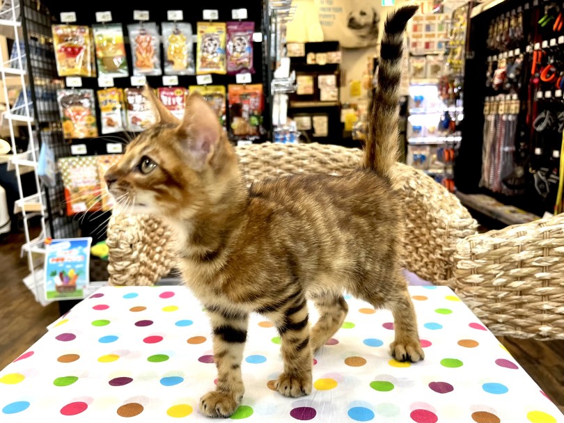 トイガー 】希少種！野性味溢れる小さなトラが横浜元町にやってきた