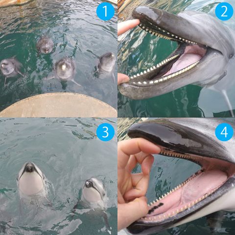 スタッフ目線で解説！イルカ編Ⅱ｜城崎マリンワールド 水族館以上、で