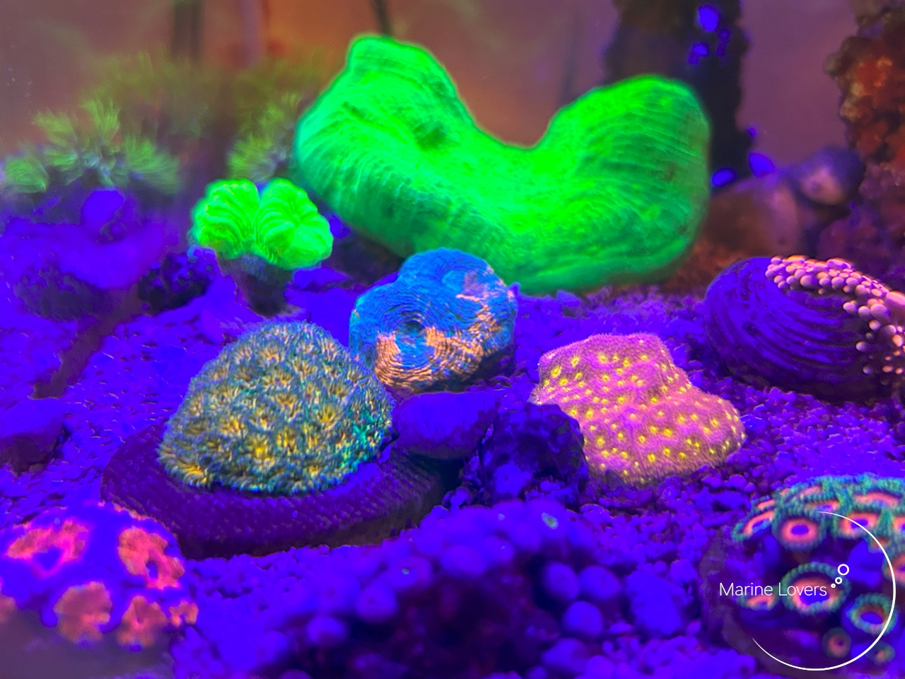 ZOOX オルカ オプティマス リーフナノ LED照明 OPTIMUS REEF NANO