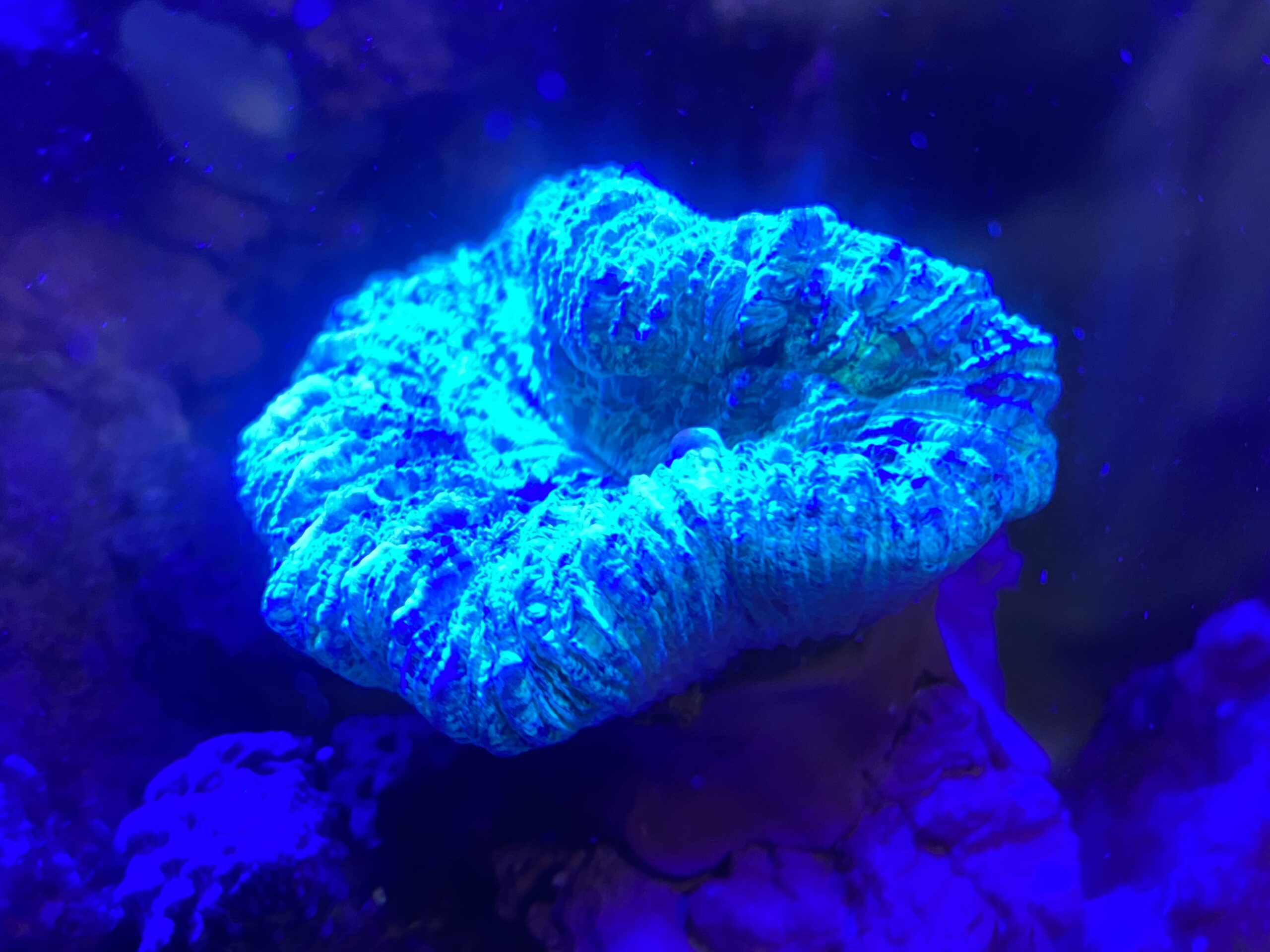 グラッシーレディオRX072eディープはサンゴの色揚げに最適！【レビュー】