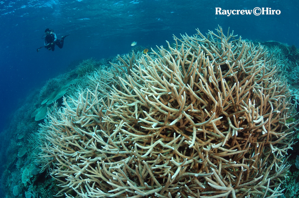 原始的なサンゴ