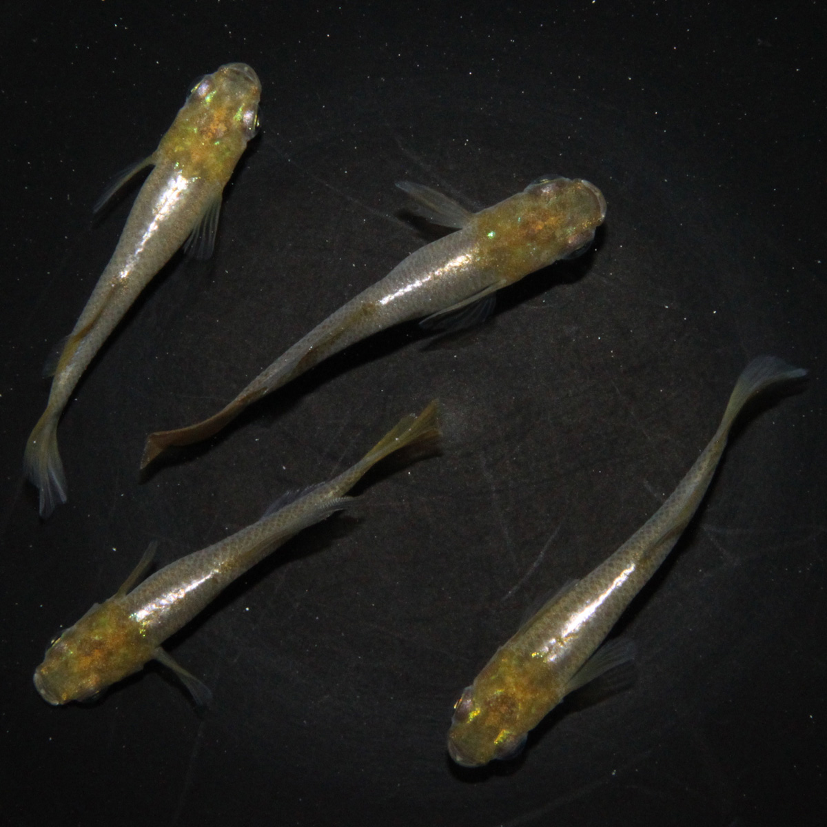 鳳凰 メダカ めだか （M～Lサイズ） 2ペア / メダカ販売 めだか通販