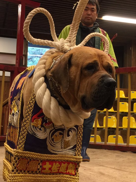 土佐闘犬ファームレオで散歩体験後ファームの皆さんと撮った写真です