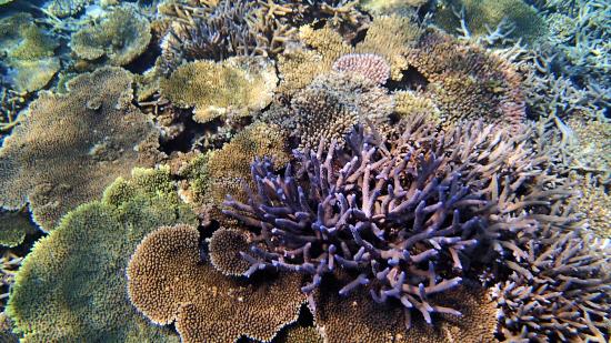 テーブルサンゴの間に青いカラフルな枝サンゴが見られます。 - Photo