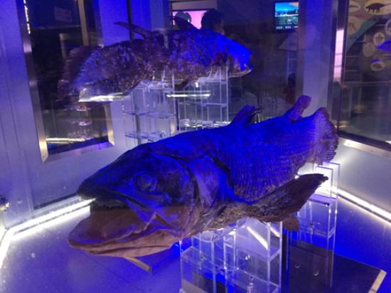 透明骨格標本―ミノカサゴ - Picture of Numazu Deep Sea Aquarium