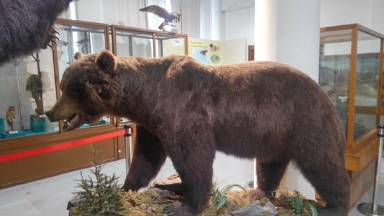 自然史のコーナーにはクマの剥製がありました！ロシアといえば熊ですね