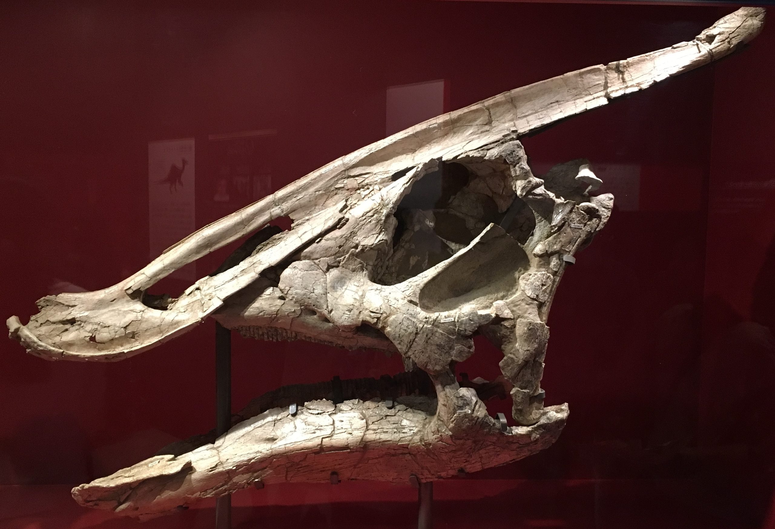 植物をしっかり噛んで、消化しろ！ ハドロサウルス科のくちばし、歯