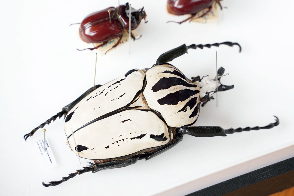 コレクター魂が混じり合う異空間。イタリアの昆虫即売会『エントモデナ