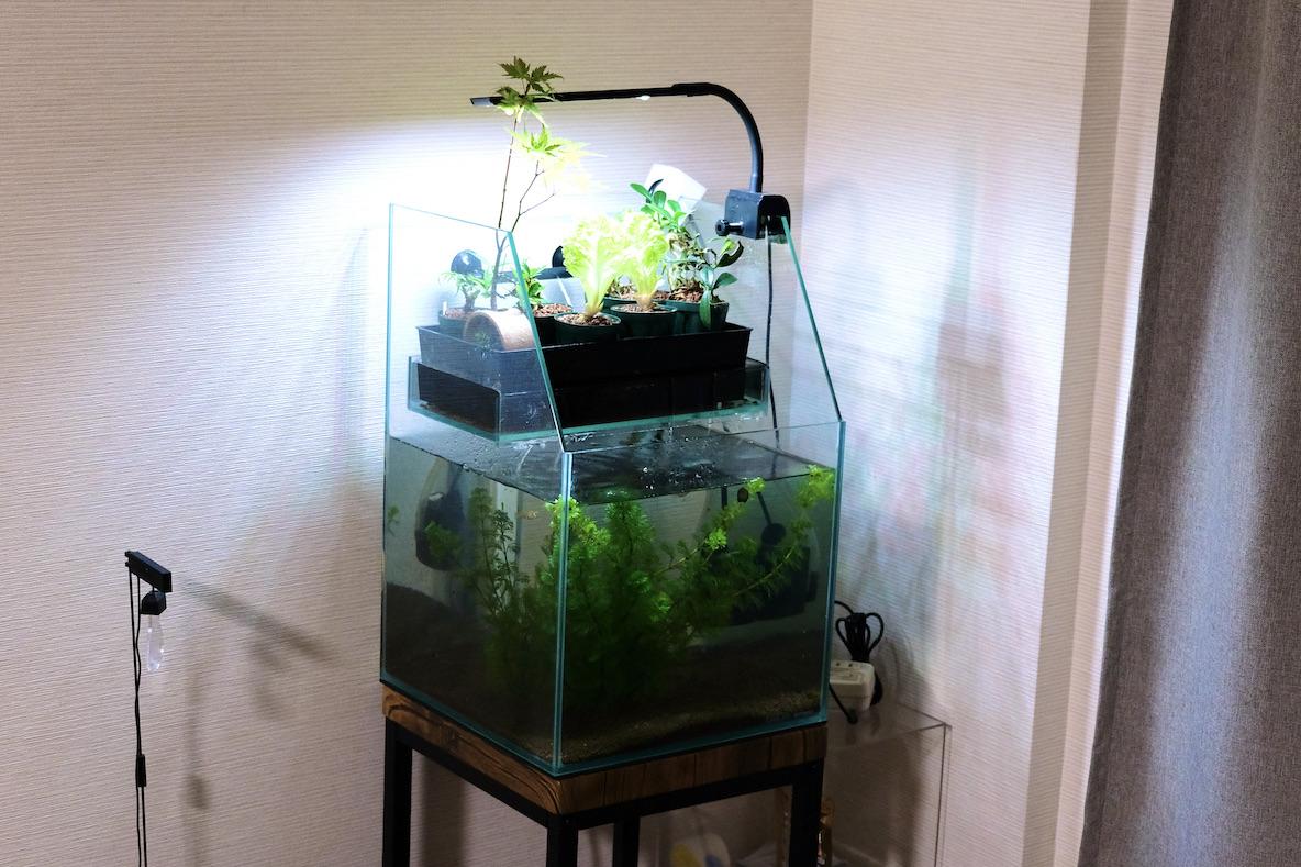 小さな水槽から地球環境を考える。サカナといっしょに植物を育てる