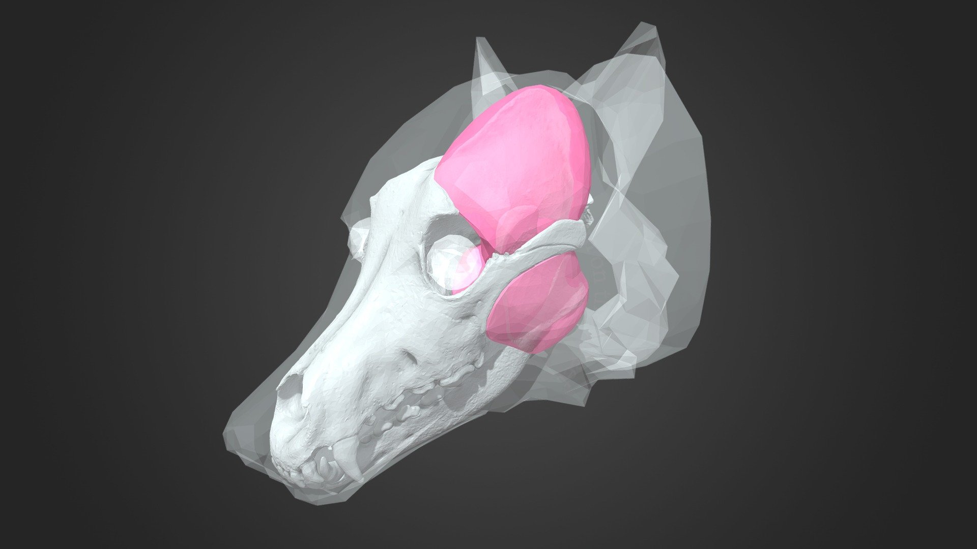 オオカミの標本情報（Wolf,Specimen Number:GMNH-VM-427） | 一般社団