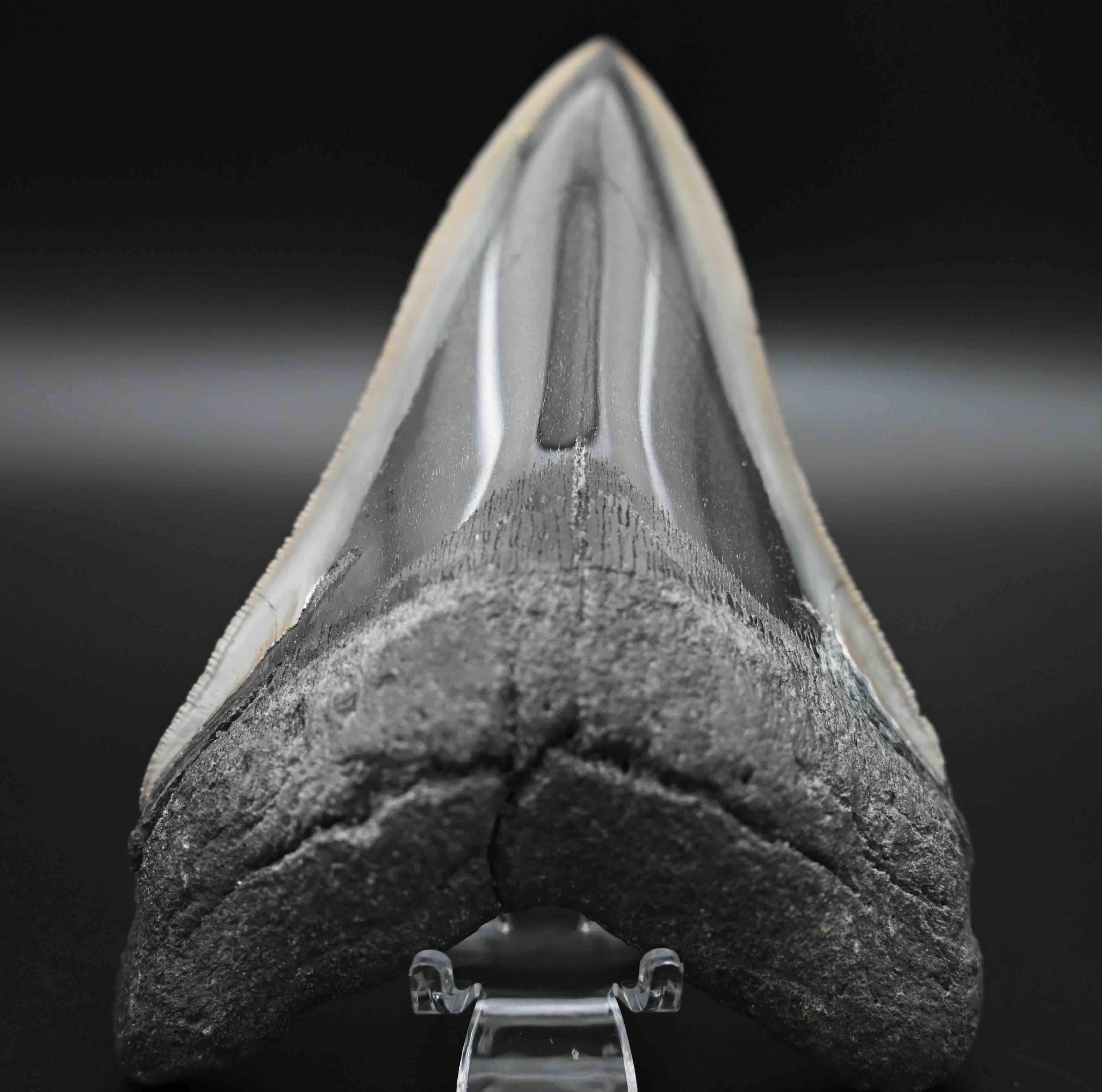 メガロドン 歯化石 メガロドンの歯の化石 mgaz5006 | Megalodon-teeth.jp
