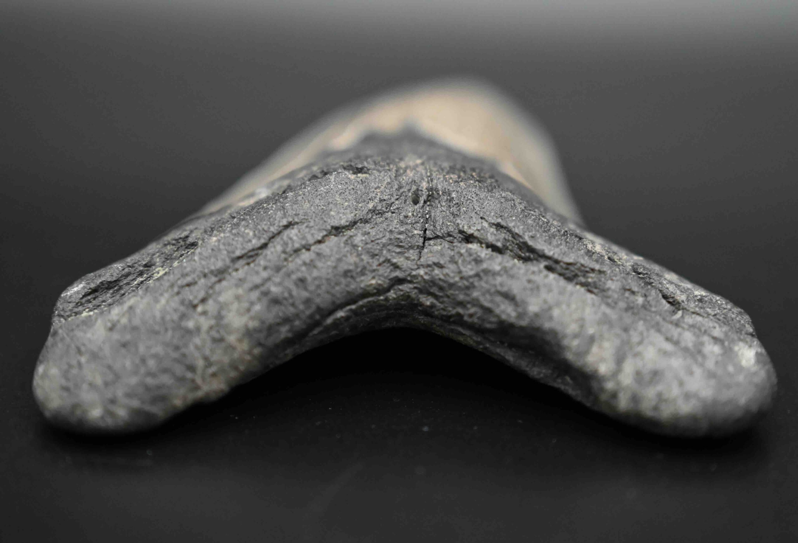 メガロドンの歯の化石 mgaz5004 | Megalodon-teeth.jp