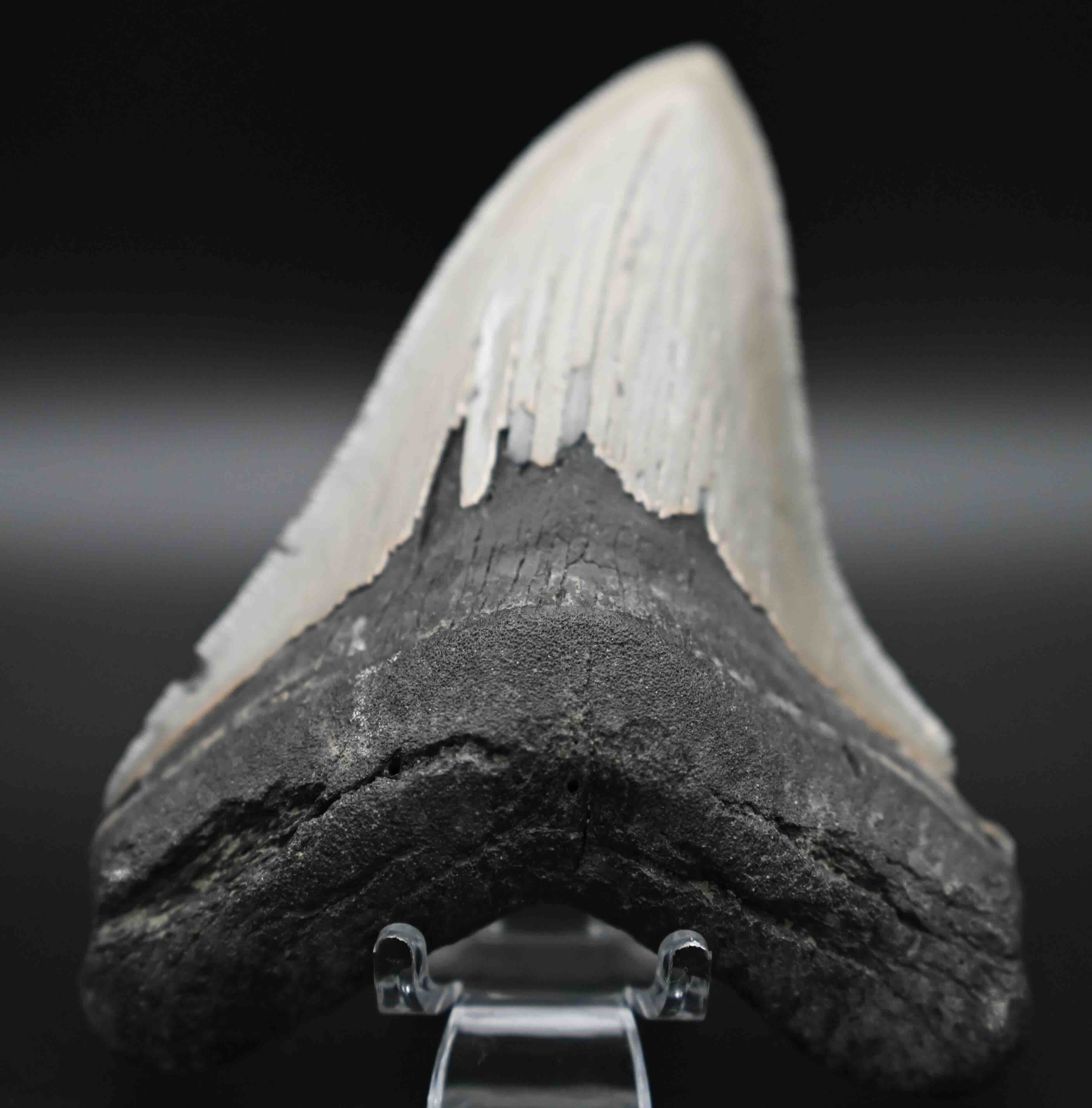 メガロドンの歯の化石 mgaz5004 | Megalodon-teeth.jp