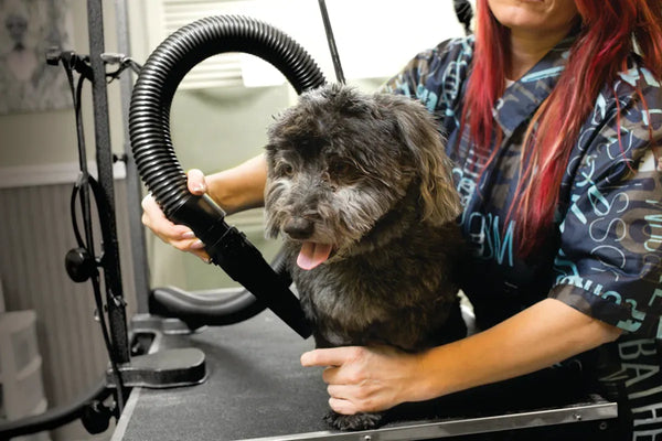 Dog Grooming Blower – MetroVac Air Force Commander