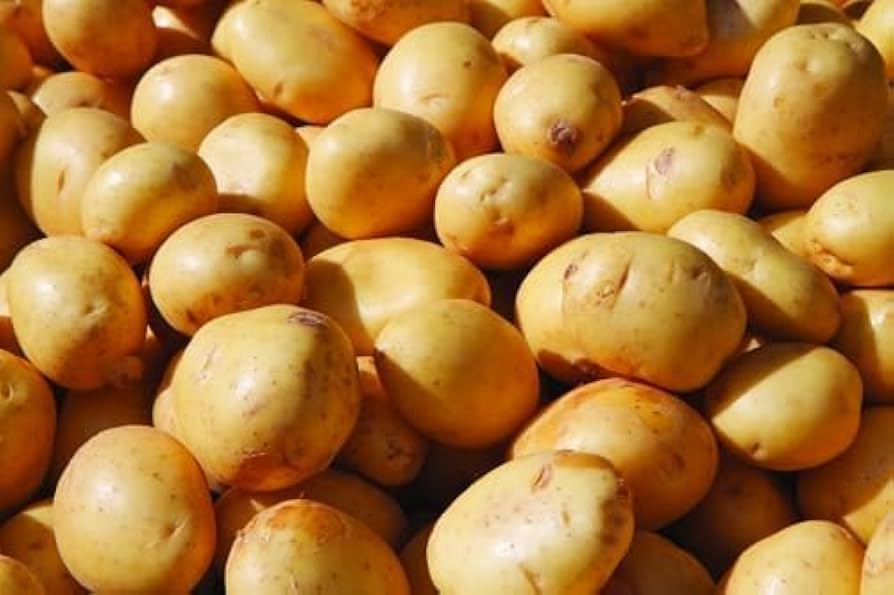 Amazon.com: Generic Yukon Gold Potatoes for Planting, Fresh Seed