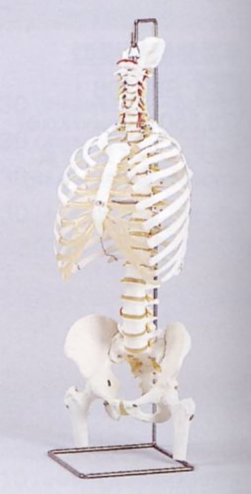 Amazon.co.jp: 胸骨付脊椎骨盤模型(ドイツ 3B社製) : 産業・研究開発用品