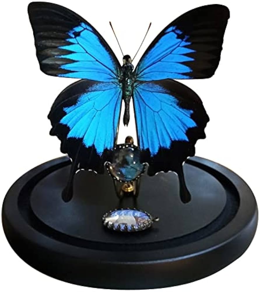 アゲハチョウ科 - Wikipedia オオルリアゲハ他熱帯性蝶類合計9種類