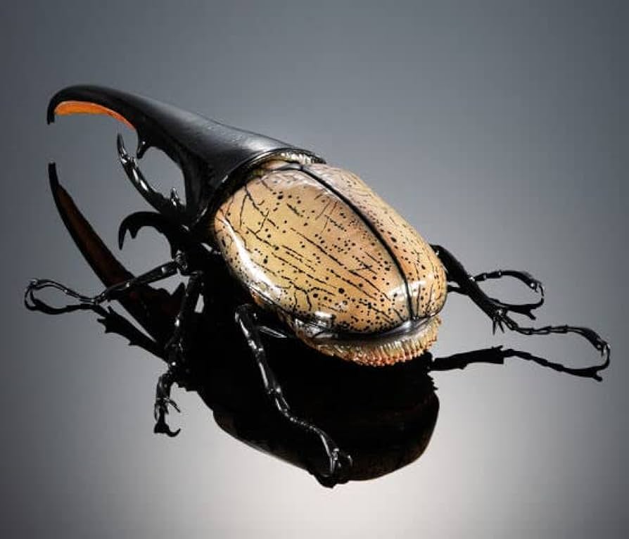 Amazon | いきもの大図鑑プレミアム ヘラクレスオオカブト（ヘラクレス