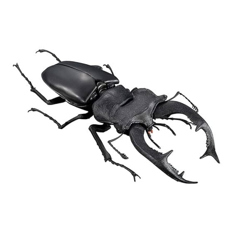 大型 フランス産 ケルブスミヤマ ♂83㎜ 標本 ミヤマクワガタ